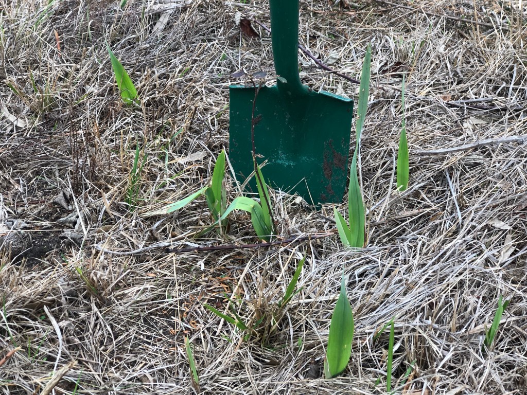 Working Bee Sat&nbsp;28.06.2025