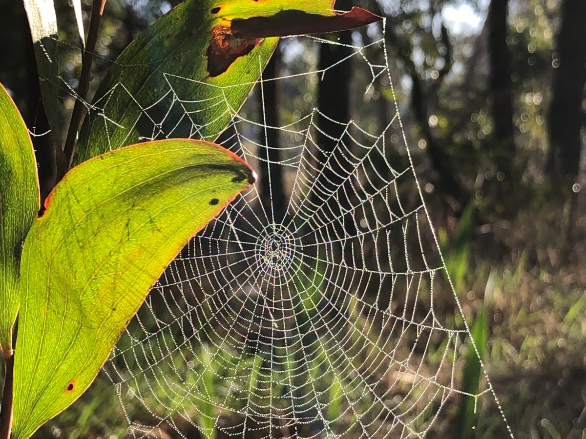 Working Bee Sat 9th Aug&nbsp;2025