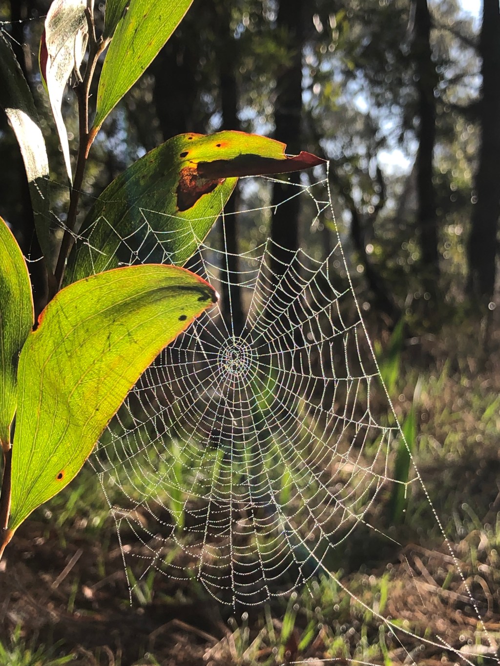Working Bee Sat 9th Aug&nbsp;2025